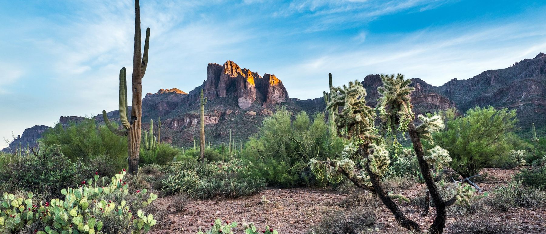 Sonoran desert landscape with saguaro and cholla cactus