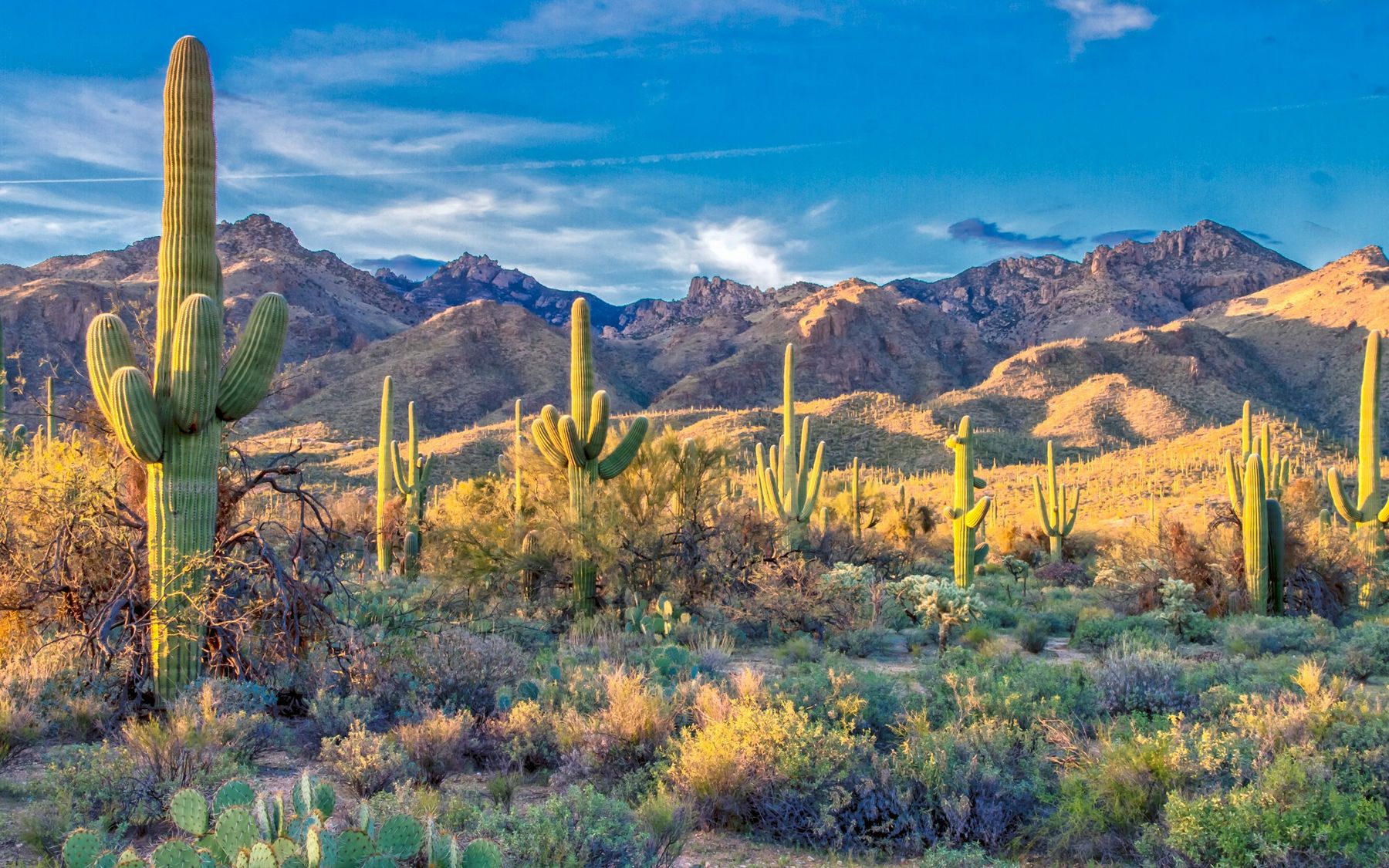 Saguaro cacti across the Sonoran desert at golden hour